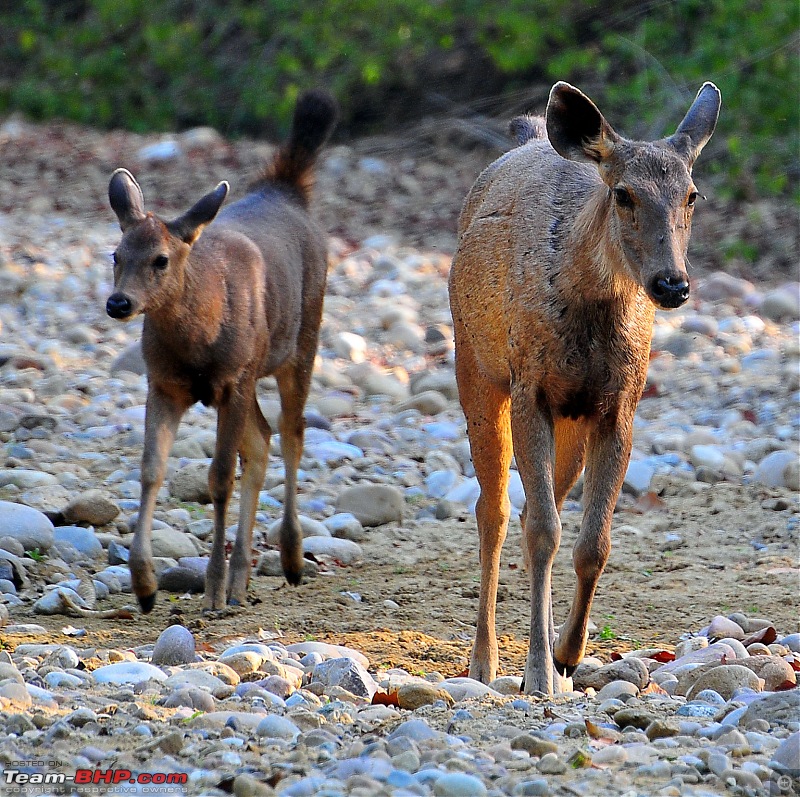 Gurgaon - Jim Corbett - Ranikhet - Gurgaon: The Unsatiated Quest-2331.jpg