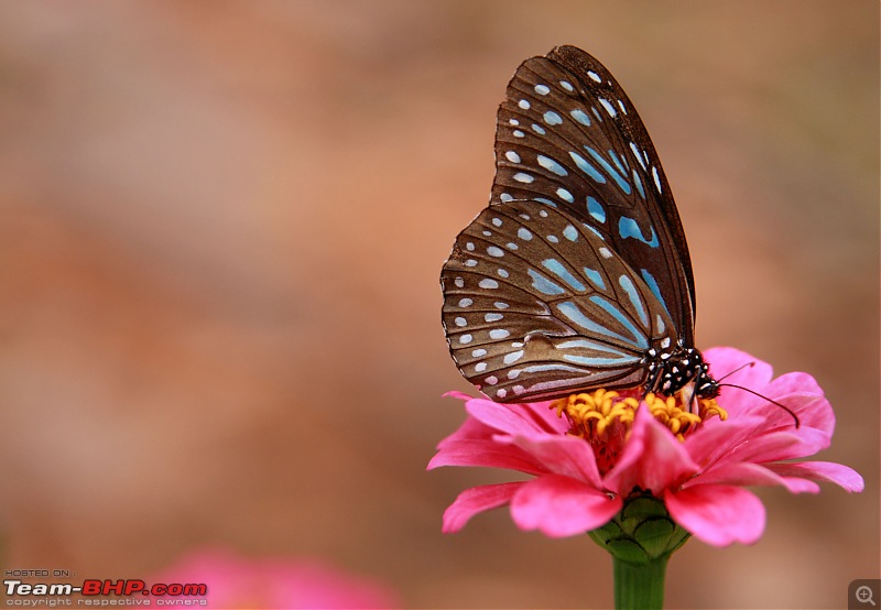 Lalbaugh Flower Show: A Small Photologue-blue-butterfly.jpg