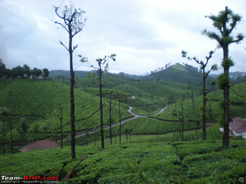 Valparai -> Famed route -> Kochi: Monsoon magic from ghats to beaches-tea-estates-4.jpg