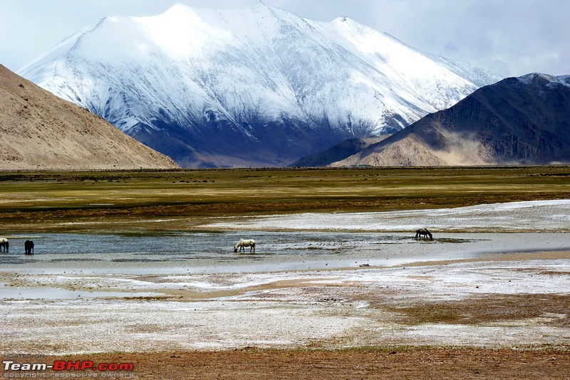 Ladakh and Changthang : The Wilderness Chronicles-906902332_kwcysl.jpg