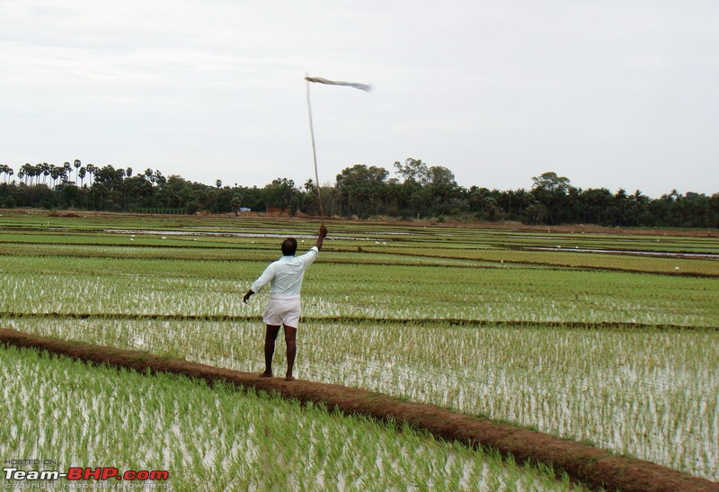 Rustic Tamilnadu - Shenkottai-Thenkasi-Kalladakurichi-Ambasamudram-Kalakkad-dsc06327.jpg