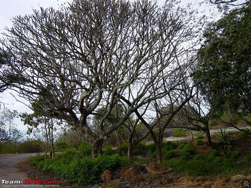 On Bullets - Devarayanadurga-tree1.jpg