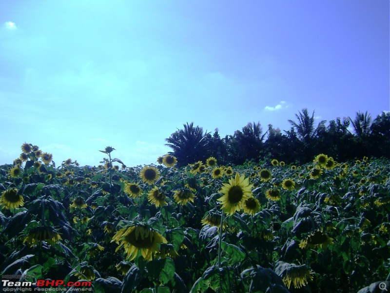 Flower Power : Celebrating nature, the mini KAASmiri way-08-sun-flower-farm-i.jpg