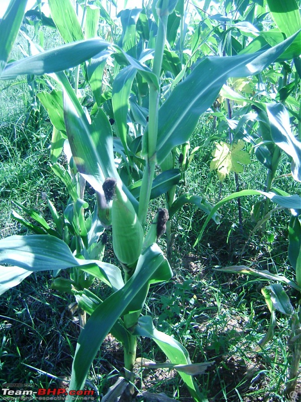 Flower Power : Celebrating nature, the mini KAASmiri way-11-corn-field.jpg