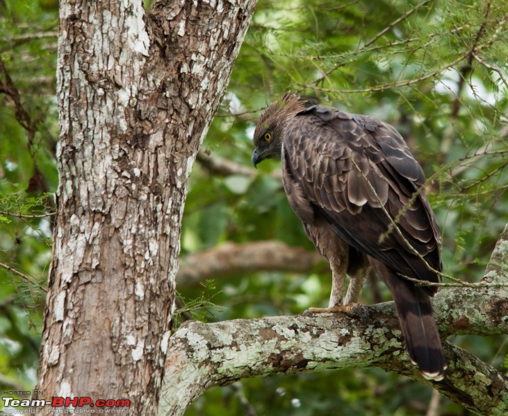 Ranganathittu Bird Sanctuary and Kabini : Photologue-img_1415.jpg