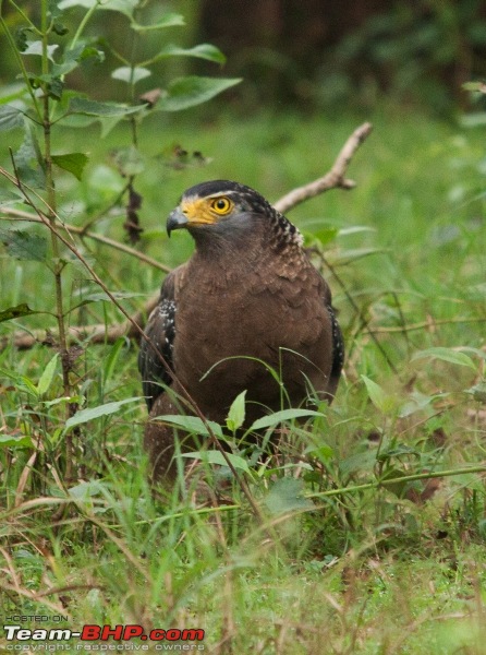 Ranganathittu Bird Sanctuary and Kabini : Photologue-img_1510.jpg