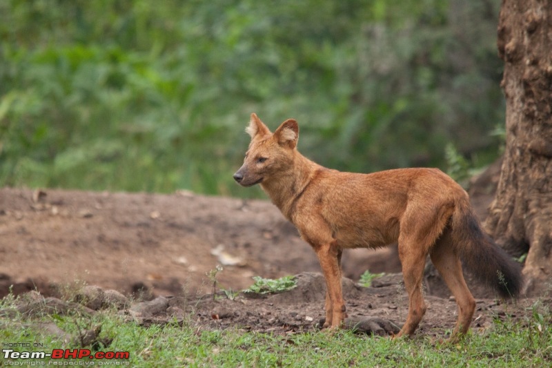 Ranganathittu Bird Sanctuary and Kabini : Photologue-img_1569.jpg