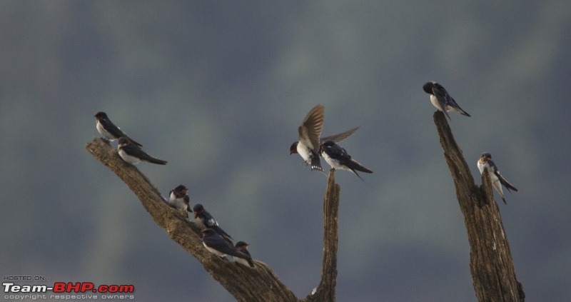 Ranganathittu Bird Sanctuary and Kabini : Photologue-img_1860.jpg