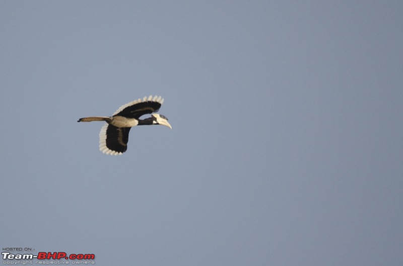 Ranganathittu Bird Sanctuary and Kabini : Photologue-img_1877.jpg