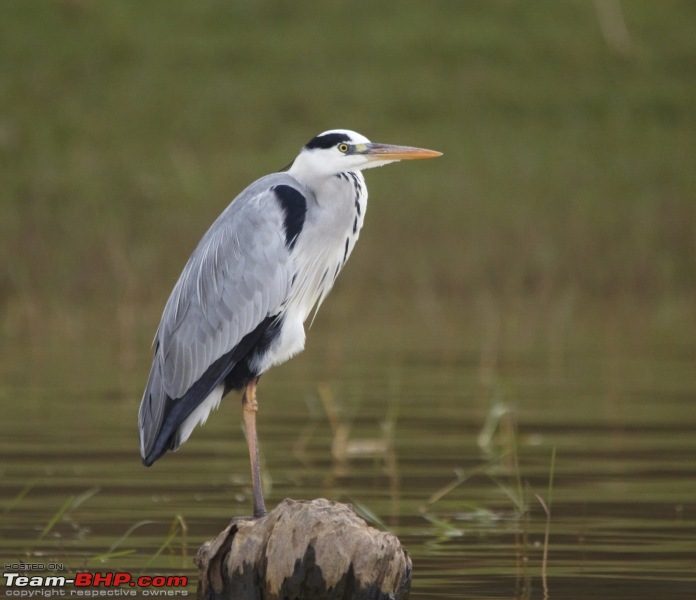 Ranganathittu Bird Sanctuary and Kabini : Photologue-img_1784.jpg