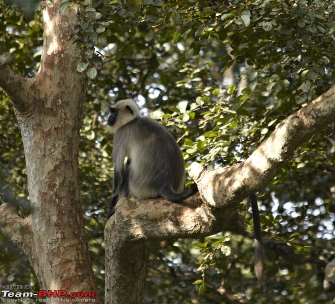 Ranganathittu Bird Sanctuary and Kabini : Photologue-img_2088.jpg