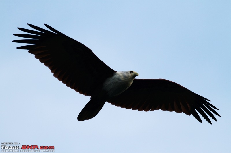 Ranganathittu Bird Sanctuary and Kabini : Photologue-img_0646.jpg