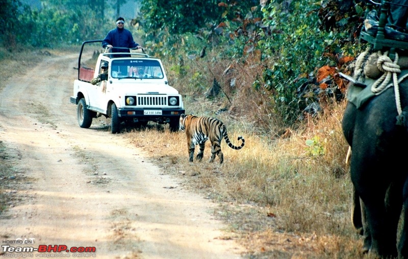 Decade old Nostalgia Relived "Tiger's own land"-aa003a-2.jpg