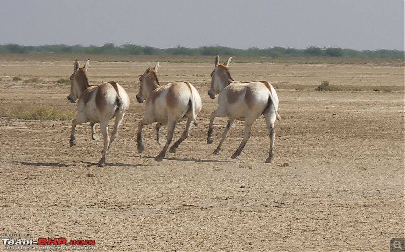 We Ran the Rann, and Kissed the Ocean-1172914634_55hclxl.jpg