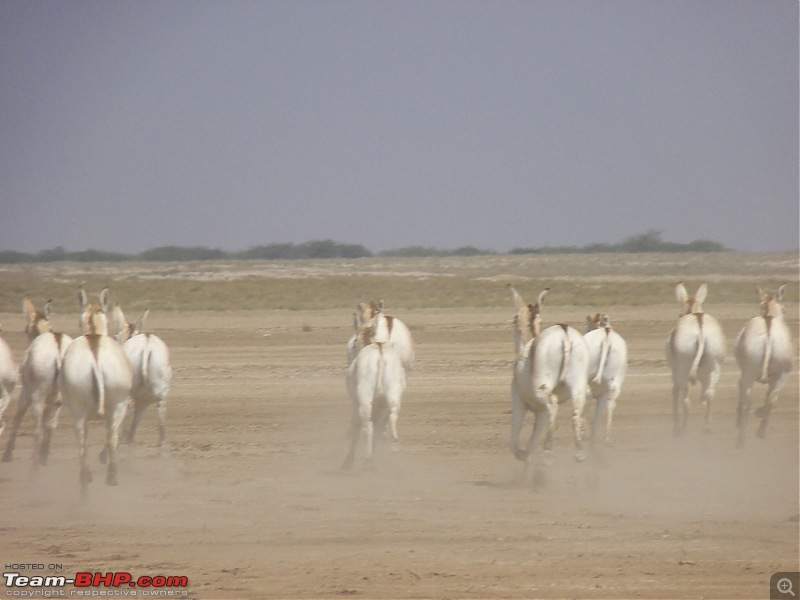 We Ran the Rann, and Kissed the Ocean-1172918824_apgxfxl.jpg