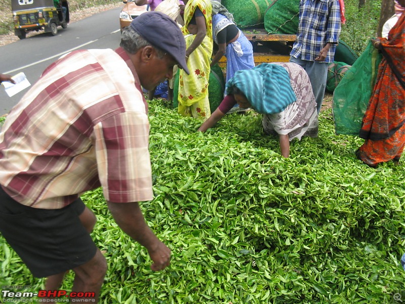 Chennai - Madurai - Alagar Kovil - Munnar - Thanjavur - Chennai-picture-744-fileminimizer.jpg