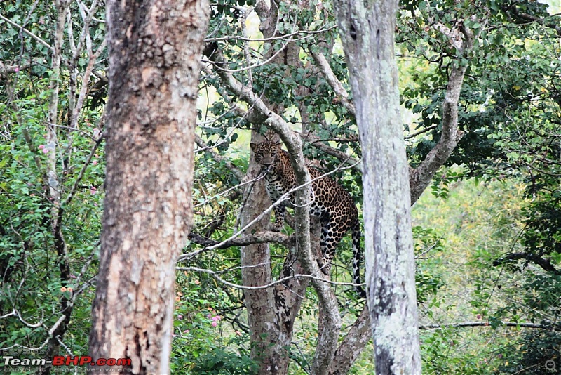 The dotted Cat in Open forest and the stripped cat in a Zoo-img_2039.jpg
