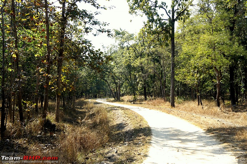 Reflections on Wildlife Addictions "Pench and Kanha National Park"-3.jpg