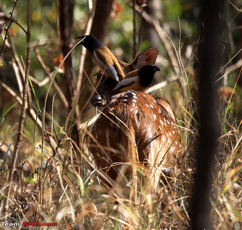 Reflections on Wildlife Addictions "Pench and Kanha National Park"-4.jpg