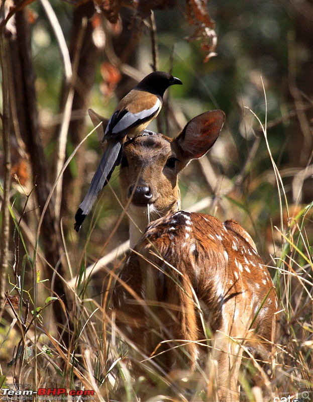 Reflections on Wildlife Addictions "Pench and Kanha National Park"-5.jpg