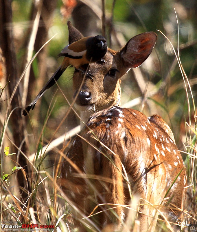 Reflections on Wildlife Addictions "Pench and Kanha National Park"-7.jpg