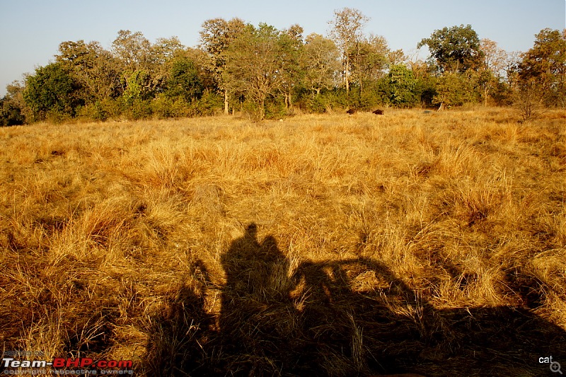 Reflections on Wildlife Addictions "Pench and Kanha National Park"-81.jpg