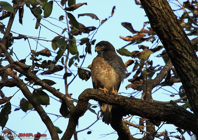 Reflections on Wildlife Addictions "Pench and Kanha National Park"-83.jpg