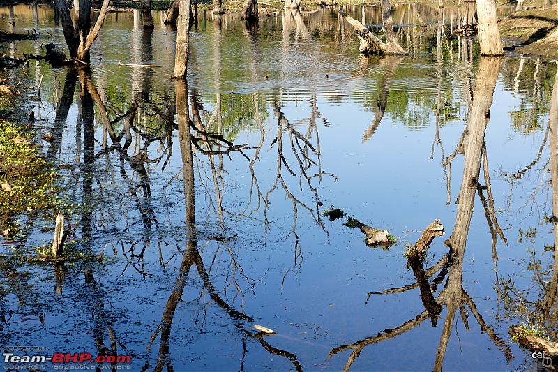 Reflections on Wildlife Addictions "Pench and Kanha National Park"-96.jpg