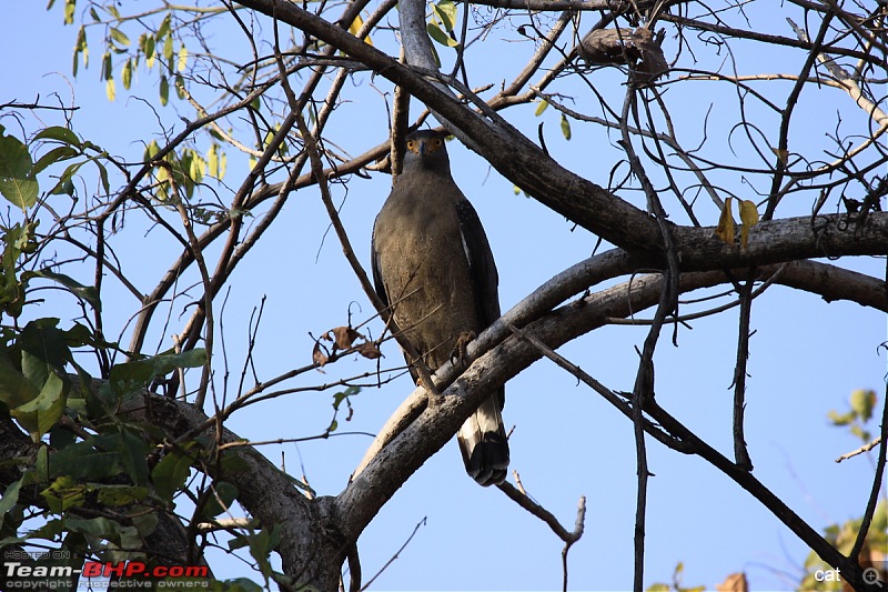Reflections on Wildlife Addictions "Pench and Kanha National Park"-120.jpg