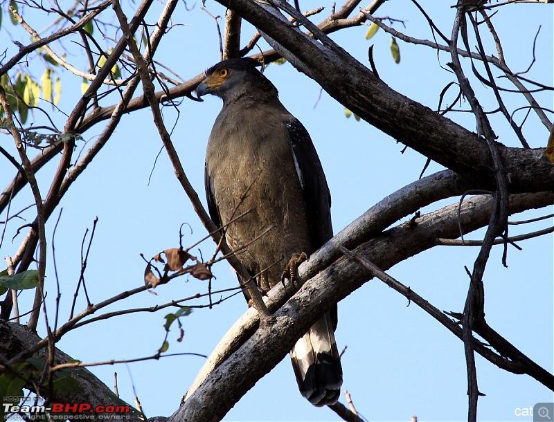Reflections on Wildlife Addictions "Pench and Kanha National Park"-121.jpg