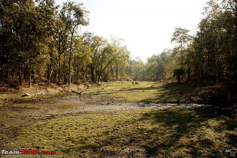 Reflections on Wildlife Addictions "Pench and Kanha National Park"-125.jpg