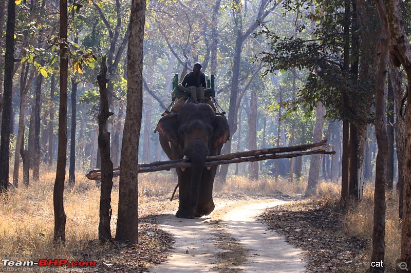 Reflections on Wildlife Addictions "Pench and Kanha National Park"-139.jpg