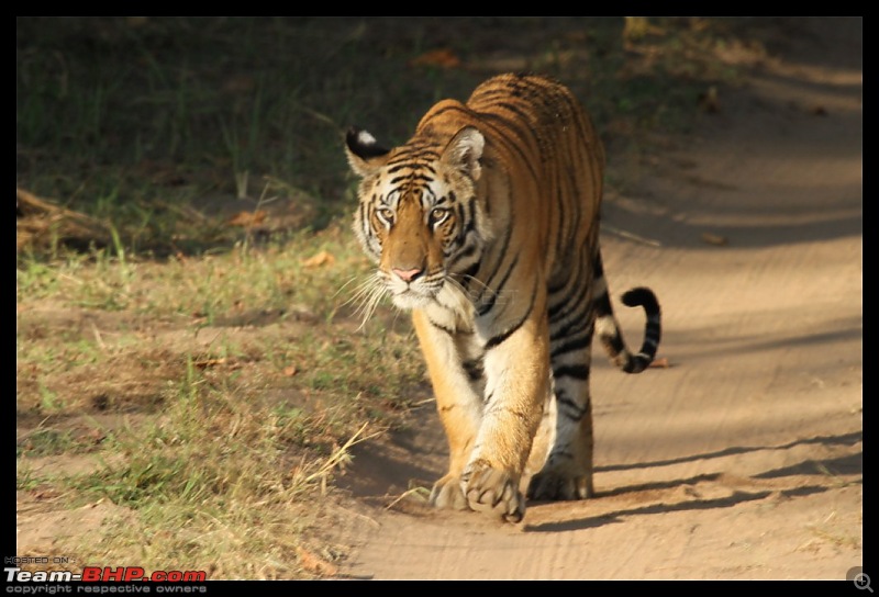 Trailing the Big Cat at Bandhavgarh-302-1024x768.jpg