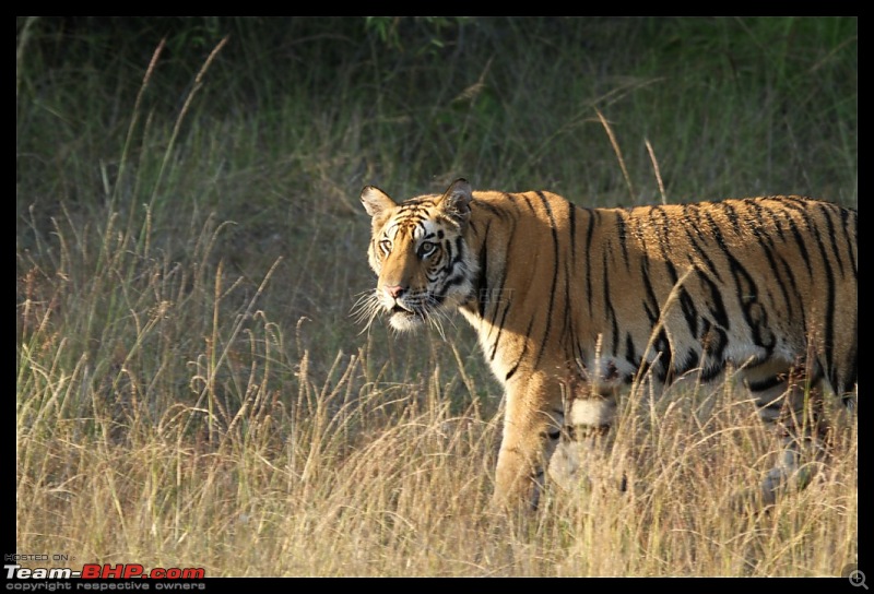 Trailing the Big Cat at Bandhavgarh-350-1024x768.jpg