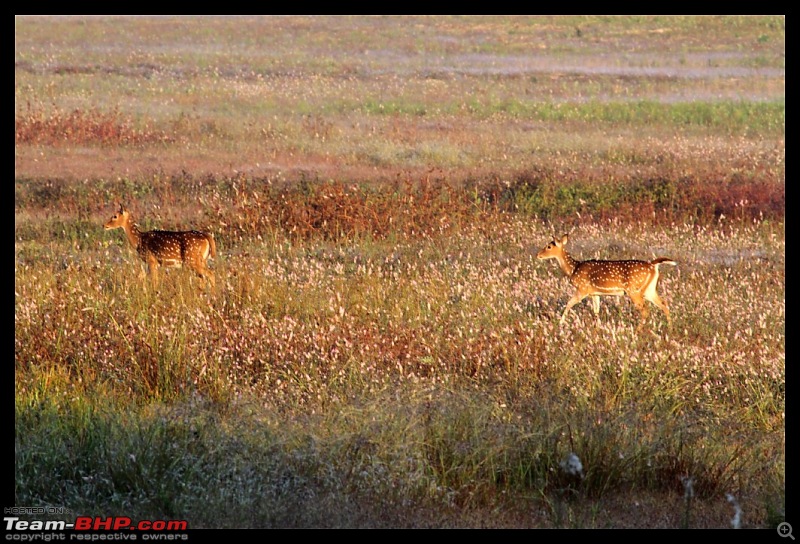 Trailing the Big Cat at Bandhavgarh-landscape224-1024x768.jpg