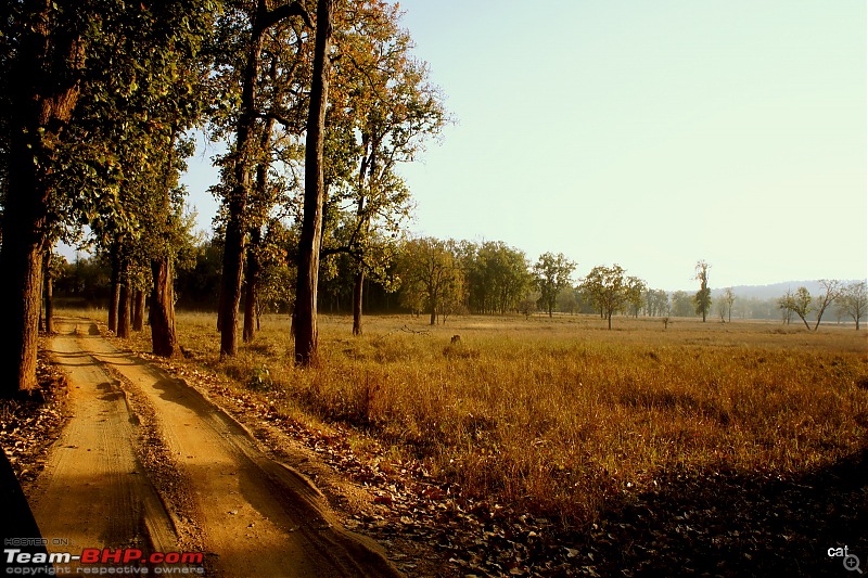 Reflections on Wildlife Addictions "Pench and Kanha National Park"-7.jpg