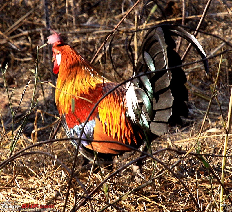 Reflections on Wildlife Addictions "Pench and Kanha National Park"-img_0620.jpg