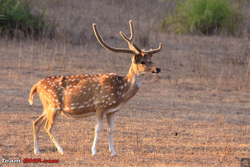 Reflections on Wildlife Addictions "Pench and Kanha National Park"-12.jpg