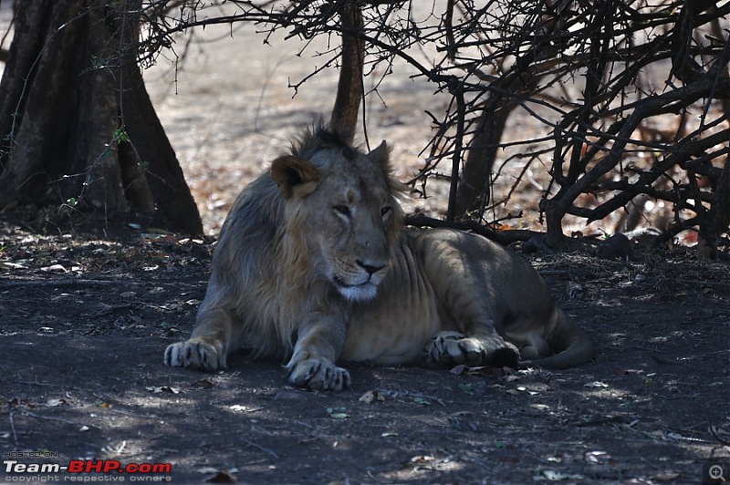 Sasan Gir  The Last Home to Asiatic Lion-girnp-27.jpg