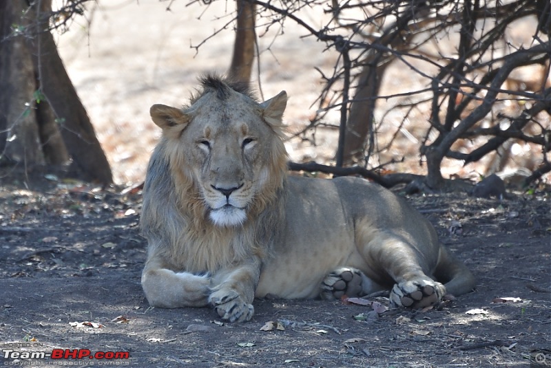 Sasan Gir  The Last Home to Asiatic Lion-girnp-41.jpg