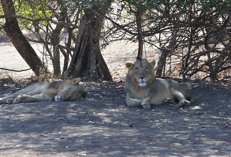 Sasan Gir  The Last Home to Asiatic Lion-girnp-43.jpg