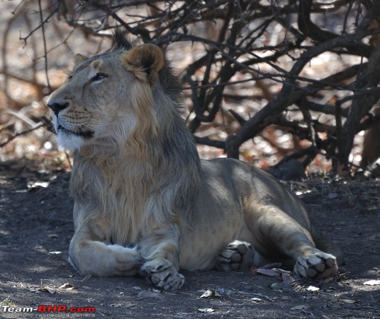 Sasan Gir  The Last Home to Asiatic Lion-girnp-46.jpg