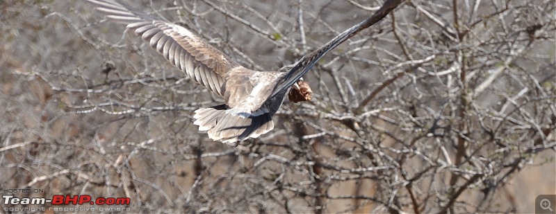 Sasan Gir  The Last Home to Asiatic Lion-girnp-53.jpg