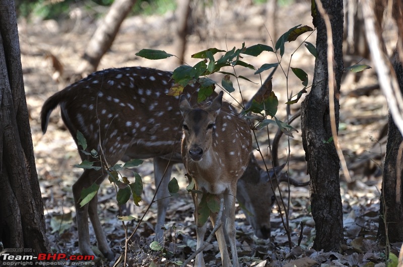 Sasan Gir  The Last Home to Asiatic Lion-girnp-85.jpg