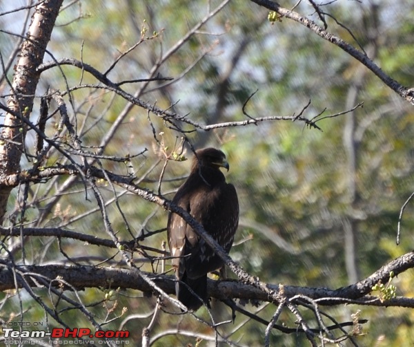 Sasan Gir  The Last Home to Asiatic Lion-girnp-89.jpg