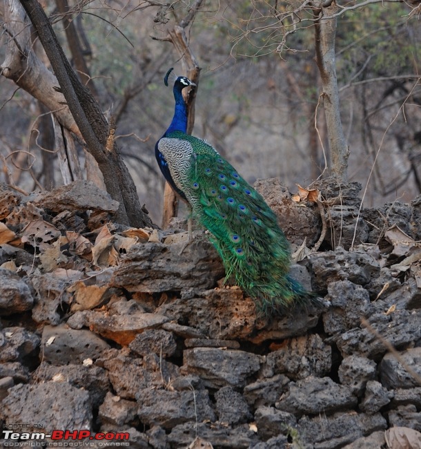 Sasan Gir  The Last Home to Asiatic Lion-girnp-175.jpg