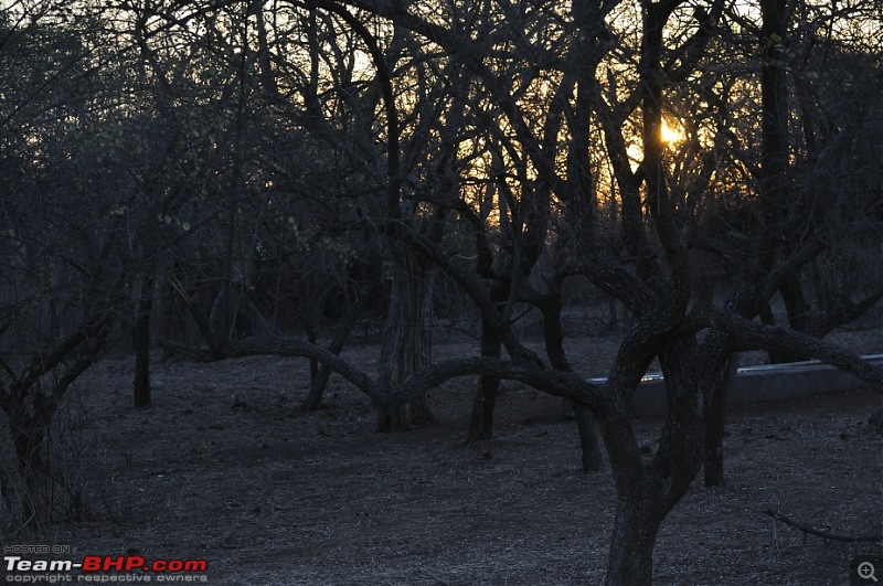 Sasan Gir  The Last Home to Asiatic Lion-girnp-196.jpg