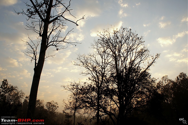 Reflections on Wildlife Addictions "Pench and Kanha National Park"-dsc00646.jpg