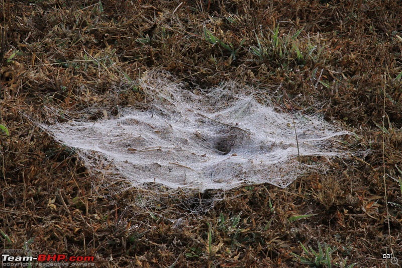 Reflections on Wildlife Addictions "Pench and Kanha National Park"-img_1077.jpg