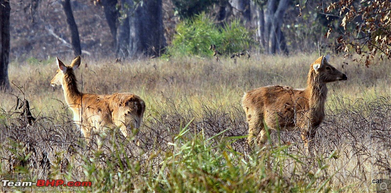 Reflections on Wildlife Addictions "Pench and Kanha National Park"-img_1083.jpg